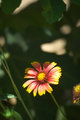 Wild Flower Yellow Tips