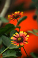 Wild Flowers Orange Background