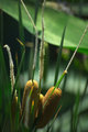Cat Tails