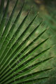 Palm Leave