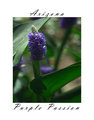 Purple Passion Arizona