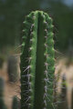 Arizona Cactus