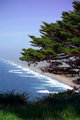 Point Reyes Tree
