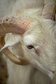 Ram Sheep