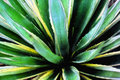 Agave Art Print