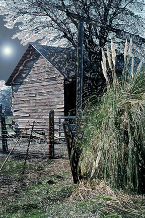 Barn Weeds