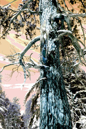 Spooky Tree