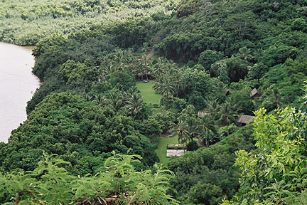 Kauai Palms