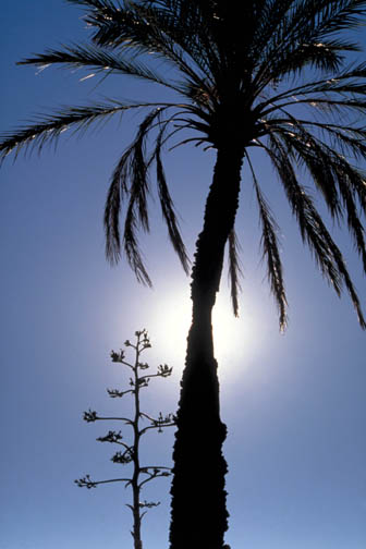 California Sunset