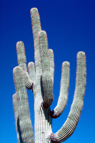 Seguaro Cactus