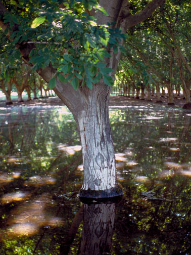 Flooded Almond Tree