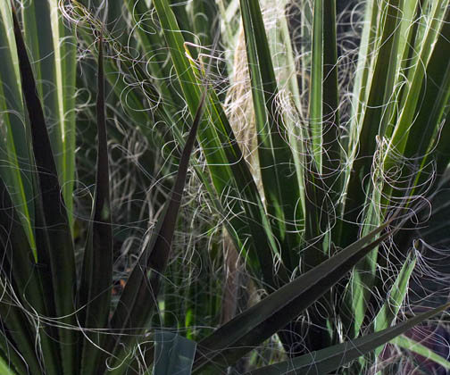 Palm Leaves