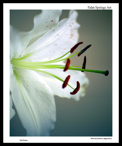 Lily Flower