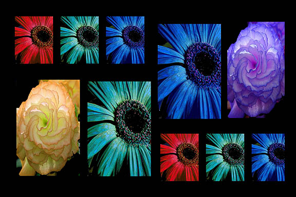 Flower Poster II