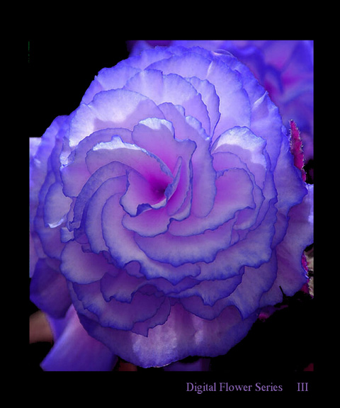 Digital Flower Series III