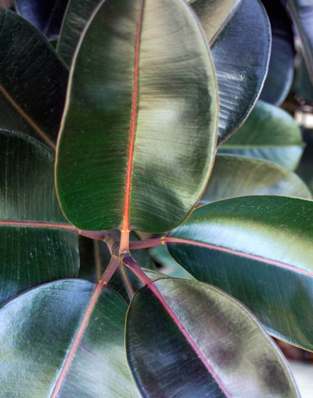 Rubber Tree Leaves
