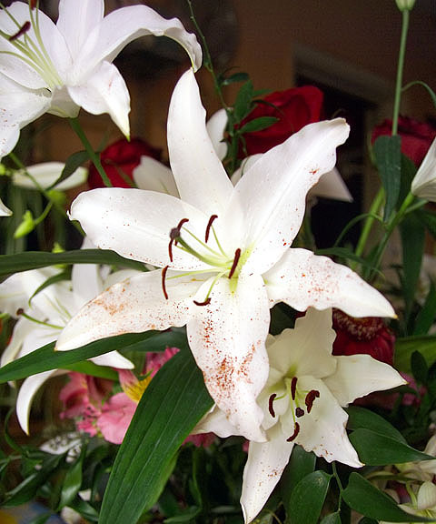 Lillies V
