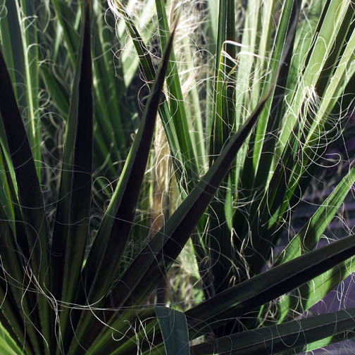Palm Leaves Macro