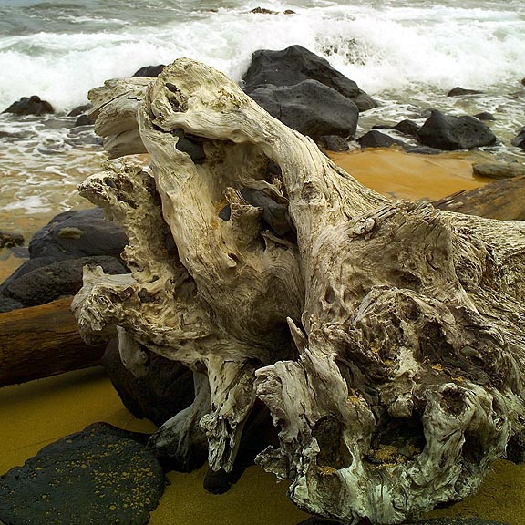 Tree Shoreline Kauai