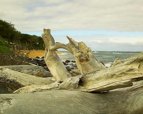 DriftWood Kauai