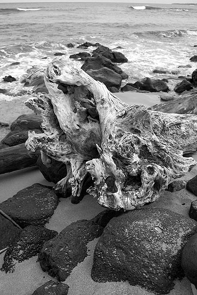 DriftWood II