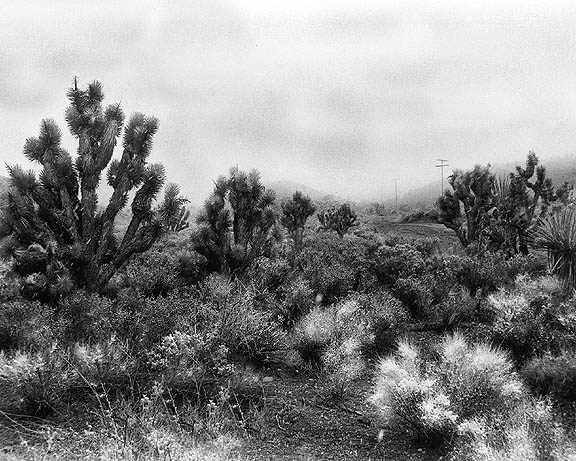 Desert Infared