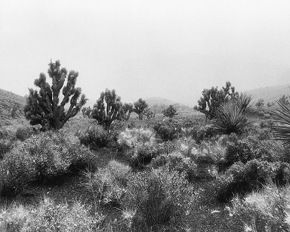 Desert Infared II