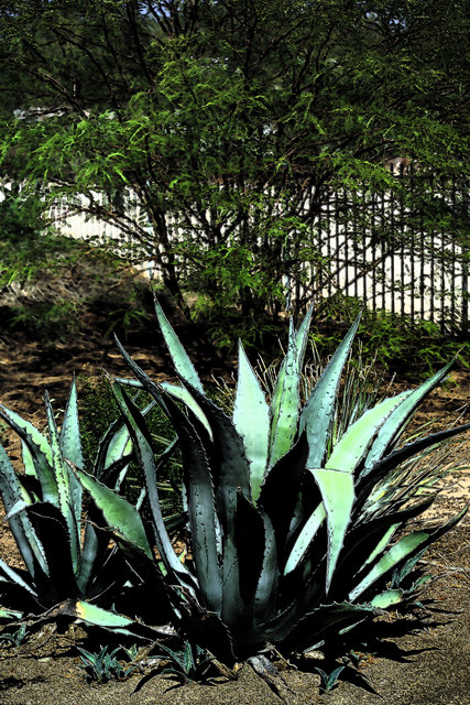 Agave Digital Art Print.