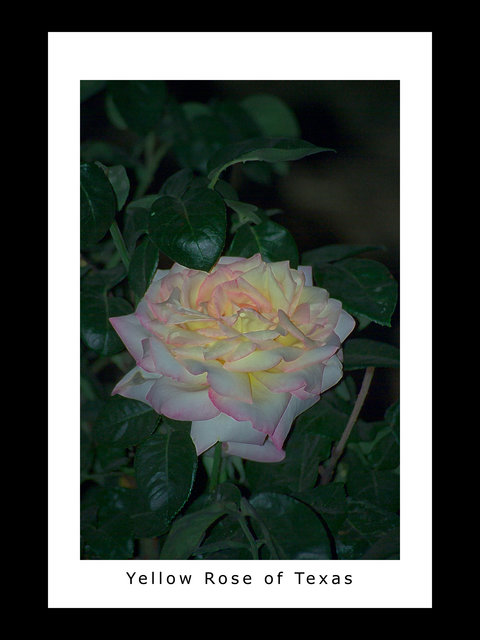 Yellow Rose of Texas