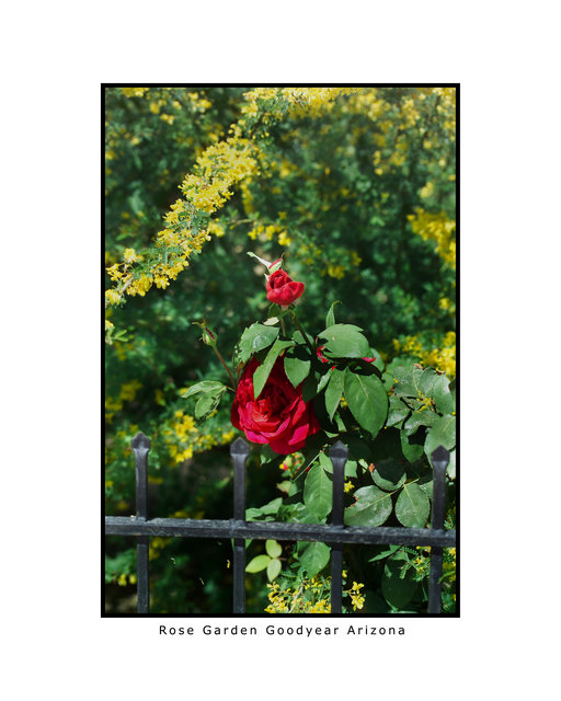 Rose Garden Goodyear Arizona