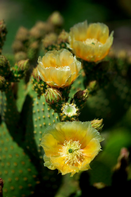 Cactus Bloom