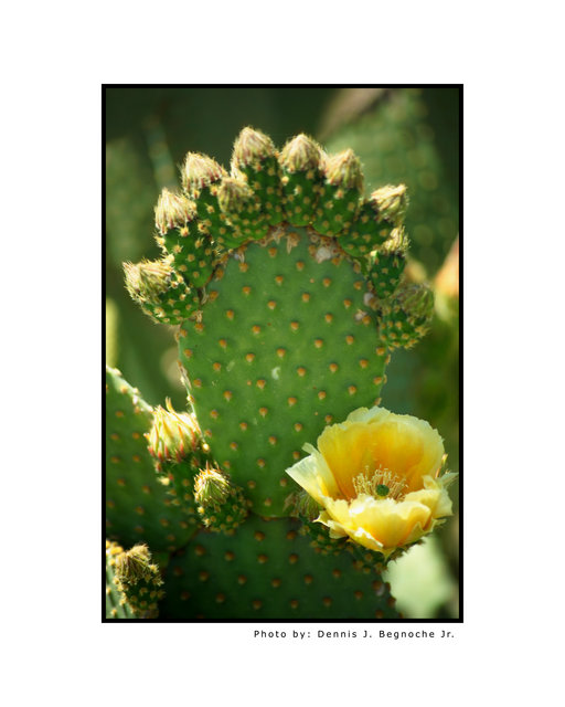 Cactus