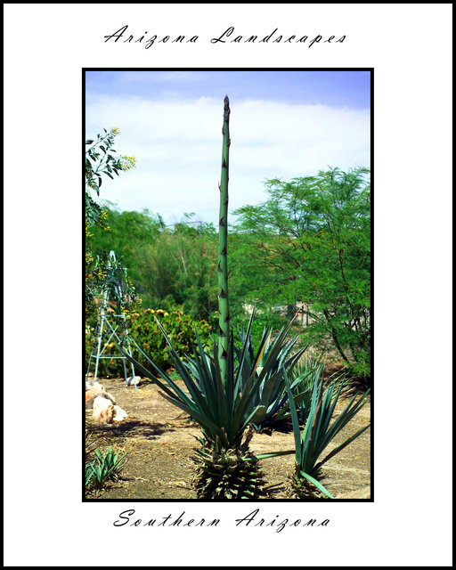 Arizona Landscapes