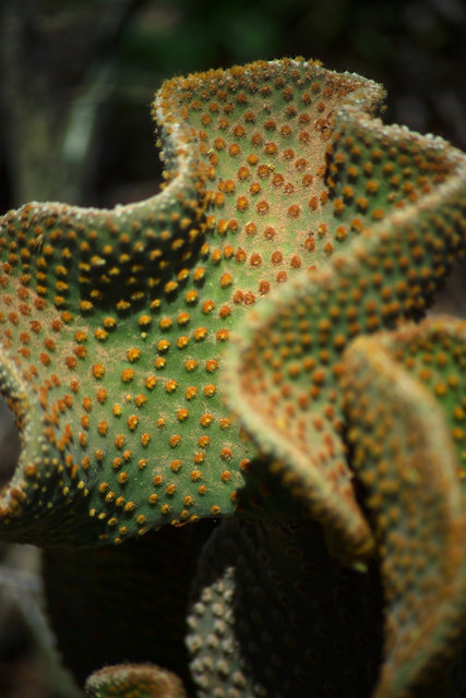Prickley Pear