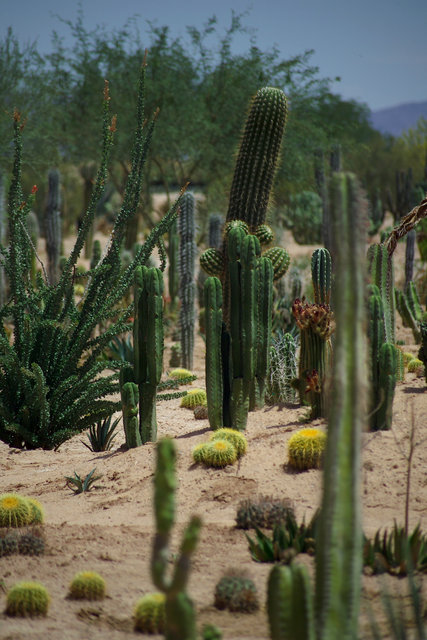 Arizona Beauty
