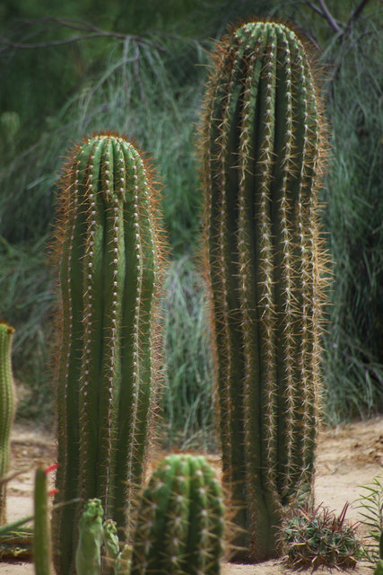 Arizona Two Cacti