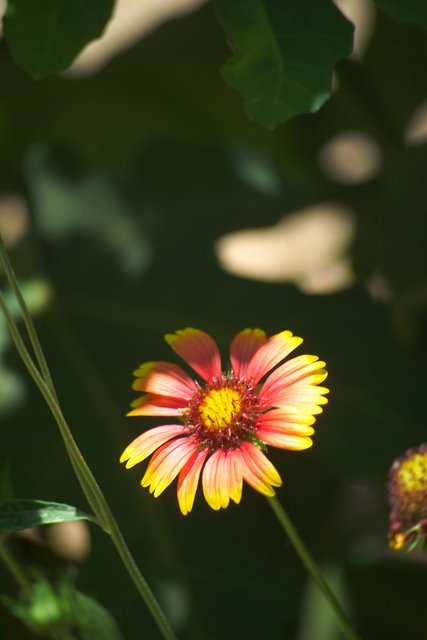 Wild Flower Yellow Tips