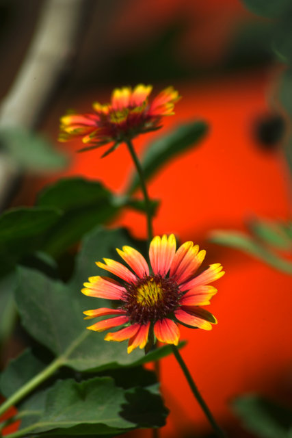 Wild Flowers Orange Background