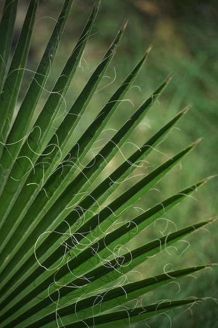 Palm Leave