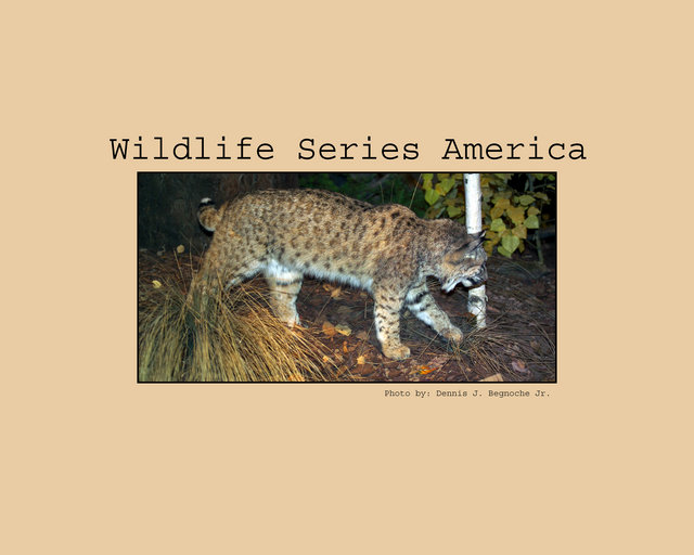 Wildlife Series America II