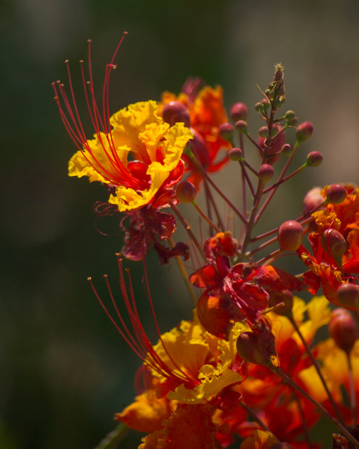 Desert Flowers