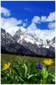 Mountains and Flowers2 w border.jpg