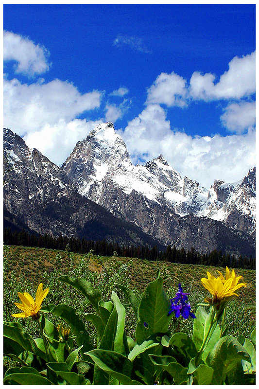 Mountains and Flowers2 w border.jpg