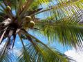 Palm Tree Dreams