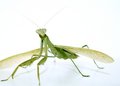 Praying Mantis 2