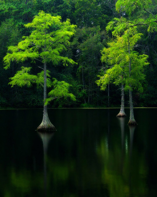 Green on Black