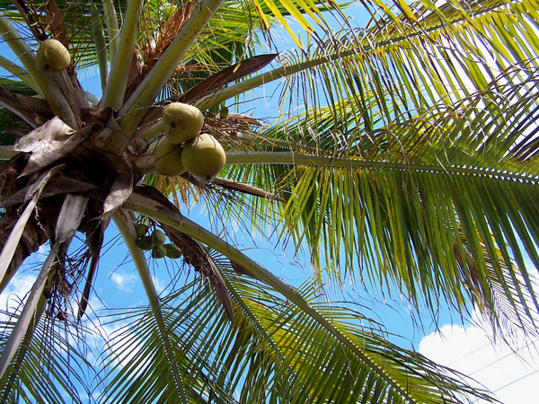 Palm Tree Dreams