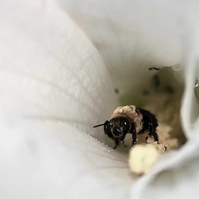 Busy Bee