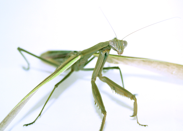 Praying Mantis 1