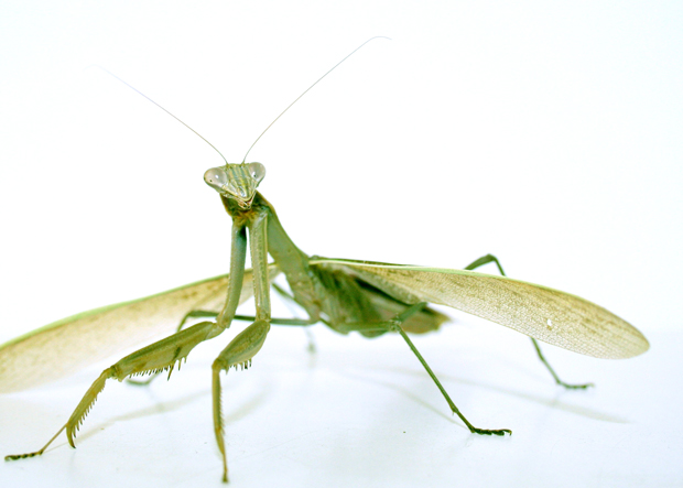 Praying Mantis 2